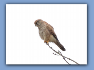 Common Kestrel. 9th April 2020 2.jpg